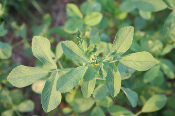 campo di erba medica al tramonto