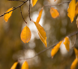 autumn yellow dry