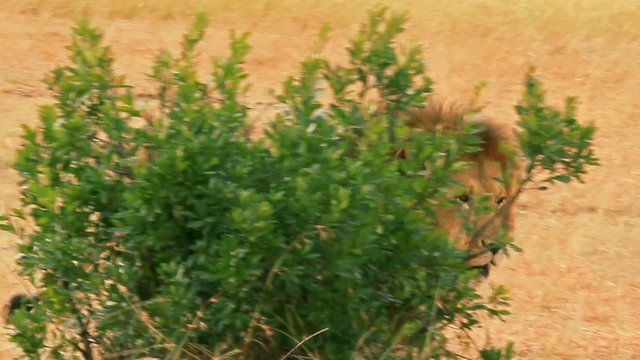 Male lion walking in Masai Mara, Kenya
