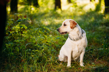 Funny White Labrador Retriever Dog Sitting In Green Grass, Fores