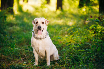 Funny White Labrador Retriever Dog Sitting In Green Grass, Fores