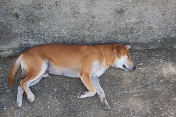 Thai stray dog sleeping