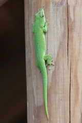 phelsuma