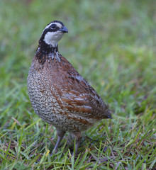Bobwhite quail walking on a grassy field