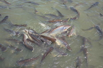 Feeding food to Black ear catfish at Thai temple
