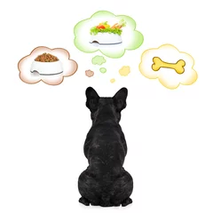 Crédence de cuisine en verre imprimé Chien fou hungry dreaming of food dog   