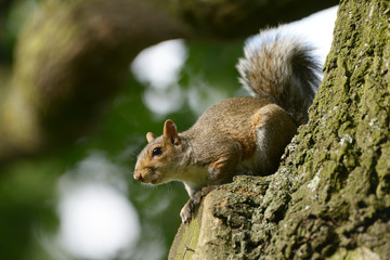 Gray Squirrel, Squirrel, Sciurus carolinensis