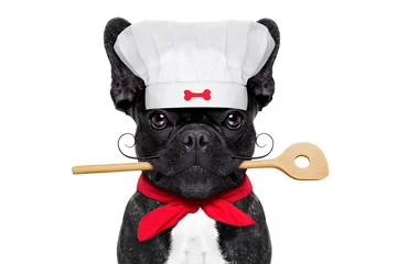 Photo sur Plexiglas Chien fou Chef Koch Hund  