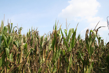 campo di mais danneggiato dalla grandine
