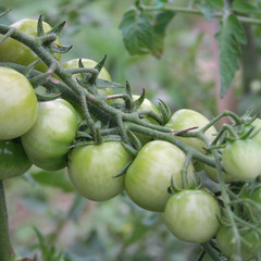 pomodori verdi a grappolo su pianta