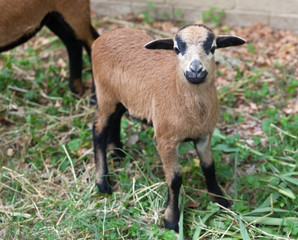 Young sheep of Cameroon