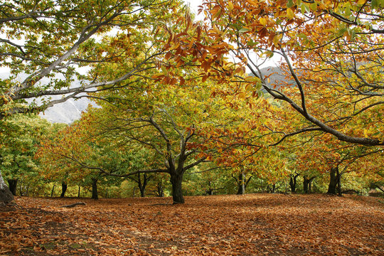 Llegada del oto&ntilde;o a los casta&ntilde;os del valle del Genal en la provincia de M&aacute;laga, Andaluc&iacute;a