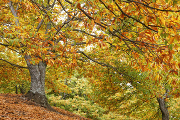 Llegada del otoño a los castaños del valle del Genal en la provincia de Málaga, Andalucía