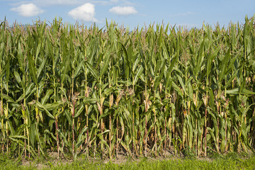Maisfeld im Herbst, Schweiz