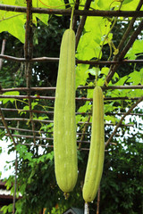 zucchini on tree