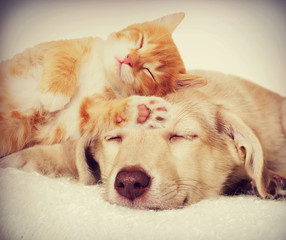 kitten and puppy sleeping