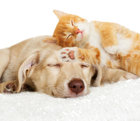 kitten and puppy sleeping
