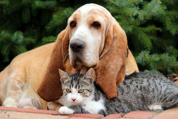 Basset hound dog and cat - 91141704