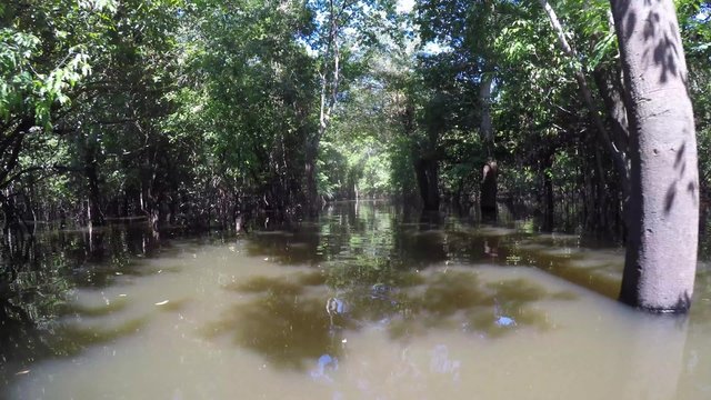 Boat Trip At the Amazon River in South America, Brazil