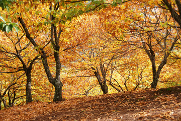 Naklejka premium Estación del otoño en los castaños del valle del Genal, Andalucía