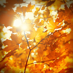 dry autumn leaf stuck in forest