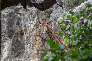 Portrait of a giraffe (Giraffa camelopardalis) in early morning light