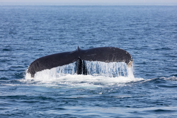 Fototapeta premium Tail of Whale, Cape Cod