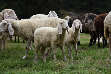 Obraz premium pecora pecore allevamento pascolo pascolare 