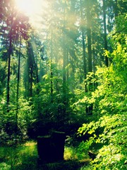 Fototapeta premium Spring sunset in deep green forest