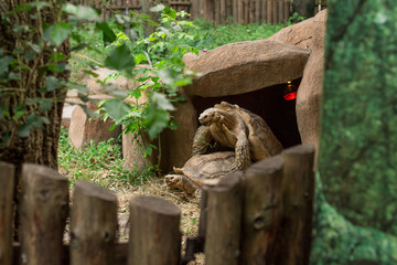 Two big tortoises have a sex in zoo