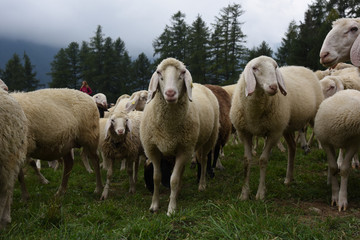 pecora pecore allevamento pascolo pascolare 