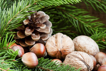 Christmas background with walnuts, hazelnuts and fir branches an