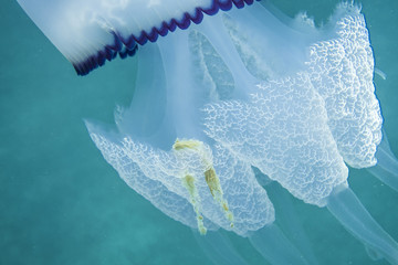 Particolare di medusa con alga - obrazy, fototapety, plakaty