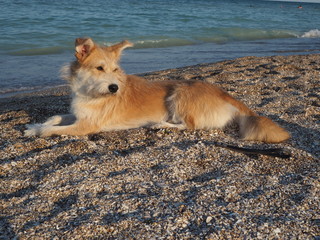 Beige dog lying on beach near sea water and looking to a side