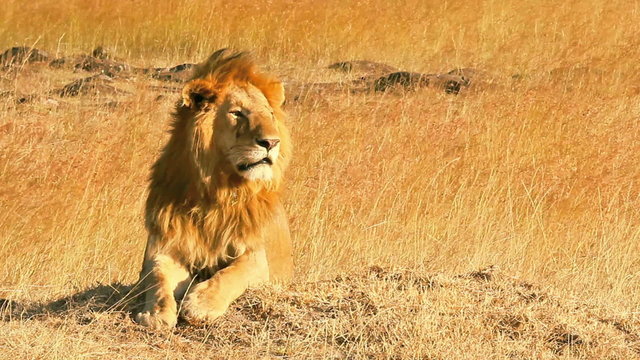 Male lion lying in the grass at sunset in Masai Mara, Kenya
