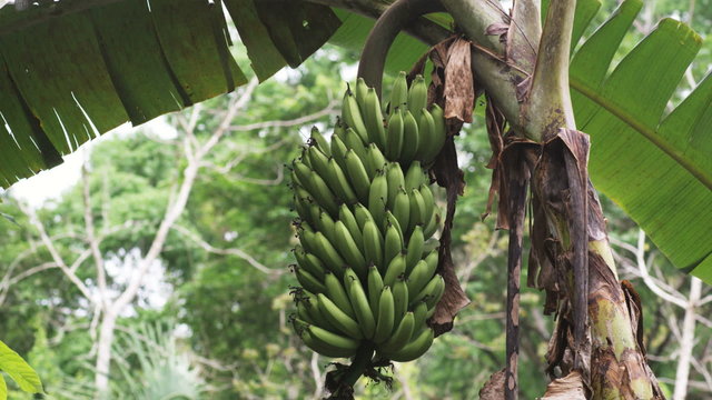 banana plant in the rainforest