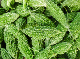 Green bitter melon at market, traditional malaysian food
