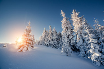 beautiful winter trees