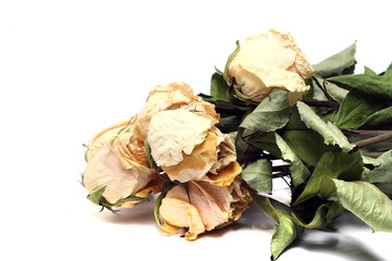 Beige dried roses on a white background