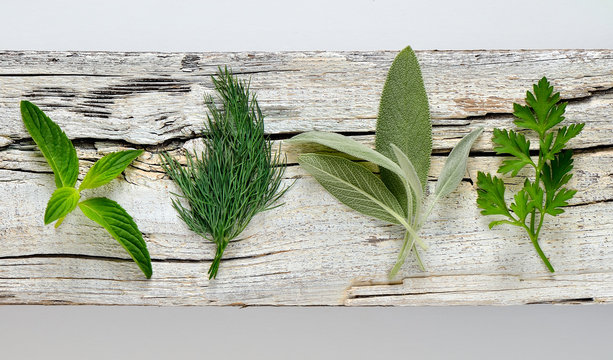 Culinary aromatic herbs