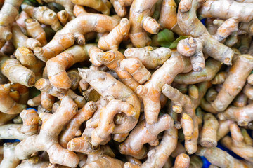 Fresh turmeric root plant