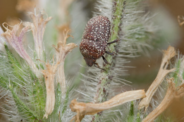 Stink bug / shield bug sp. Psacasta exanthematica, Family: Scutelleridae on a plant
