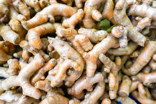 Fresh turmeric root plant