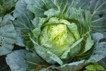 Obraz premium Ripe cabbage in the garden