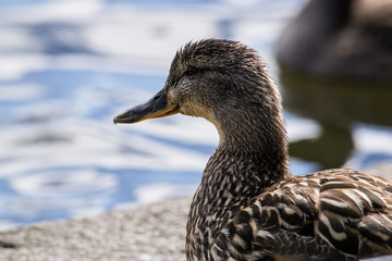 Femmina di Canapiglia, Anas strepera