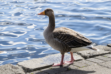 Oche selvatiche, Anser anser