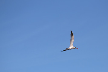 Fototapeta na wymiar Caspian tern (Hydroprogne caspia) flying in front of a blue sky
