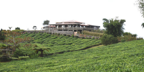 Fototapeta na wymiar route du thé à l'île maurice