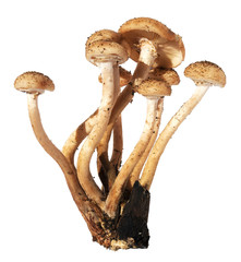 Armillaria mellea honey fungus mushrooms isolated on white background