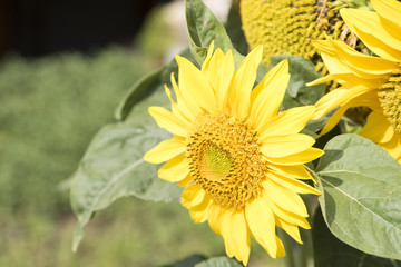 first floor of sunflowers during a hot day